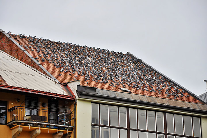 A2B Pest Control are able to install spikes to deter birds from roofs in Prudhoe. 