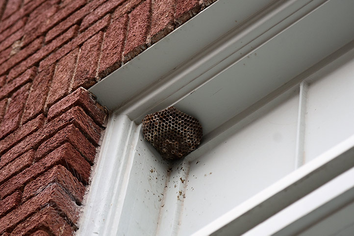 We provide a wasp nest removal service for domestic and commercial properties in Prudhoe.